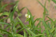 Commelina africana