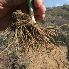 Chlorophytum namaquense