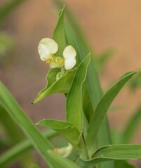 Commelina africana