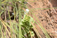 Crassula setulosa setulosa