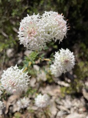 Pimelea imbricata