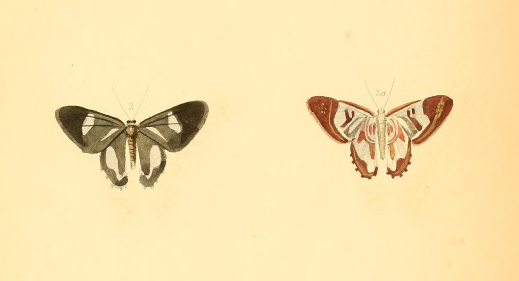 Erateina margarita