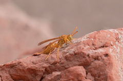 Polistes wattii