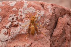 Polistes wattii