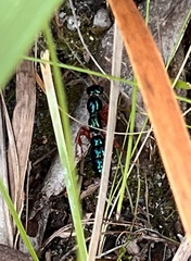 Diamma bicolor