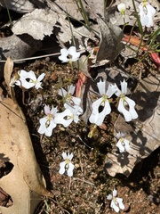 Stylidium calcaratum