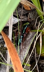 Diamma bicolor