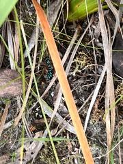 Diamma bicolor