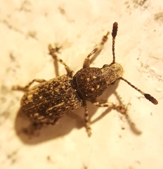 Eucorynus crassicornis
