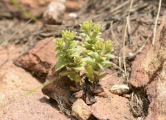 Crassula setulosa setulosa