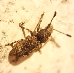 Eucorynus crassicornis