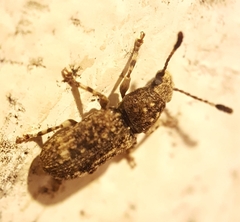 Eucorynus crassicornis