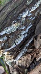 Neoantrodiella gypsea
