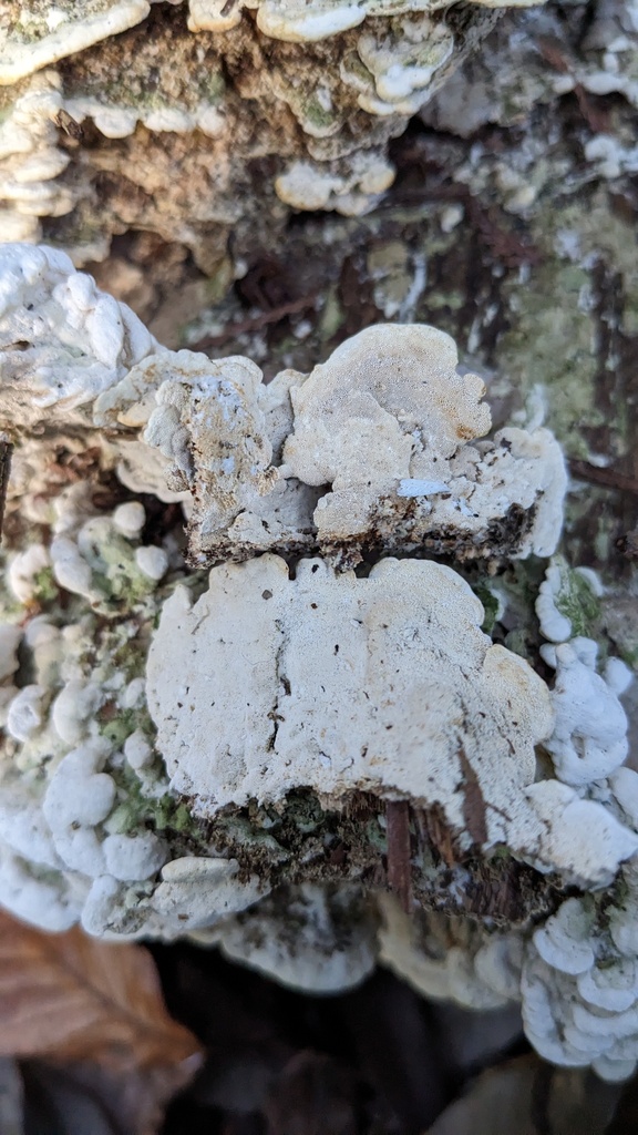Cyanotrama gypsea · December 2022 · photo: © atsushi_nakajima_cirque (iNaturalist, cc-by)