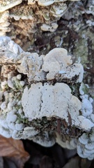Neoantrodiella gypsea