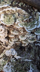 Neoantrodiella gypsea