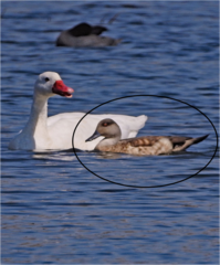 Lophonetta specularioides