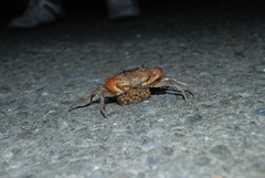 Geothelphusa bicolor