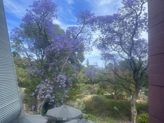 Jacaranda mimosifolia