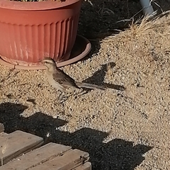 Mimus thenca