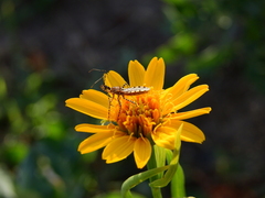 Cosmoclopius nigroannulatus