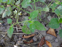 Solanum tweedianum