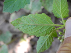 Solanum tweedianum
