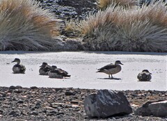 Lophonetta specularioides