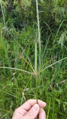 Cyperus expansus