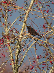 Turdus merula