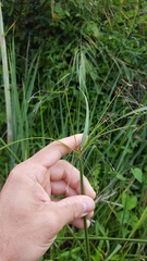 Cyperus expansus