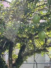 Crescentia cujete