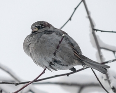 Passer domesticus