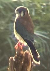 Falco sparverius