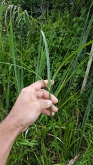 Cyperus expansus