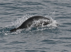 Arctocephalus gazella