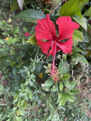 Hibiscus × archeri