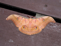 Antheraea helferi