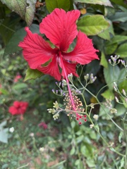 Hibiscus × archeri