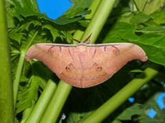 Antheraea helferi