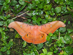 Antheraea helferi