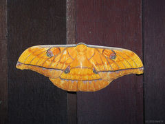 Antheraea diehli