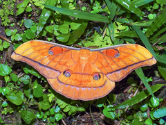 Antheraea diehli