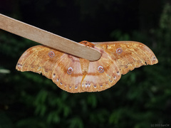 Antheraea diehli