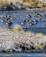 Lophonetta specularioides
