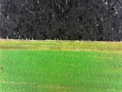 Chlorophytum namaquense