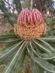 Banksia menziesii