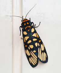 Aglaomorpha plagiata