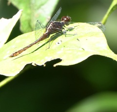 Erythrodiplax amazonica