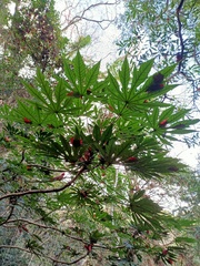 Fatsia polycarpa